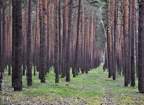 Fototapeta Naklejka Na Ścianę i Meble -  Las