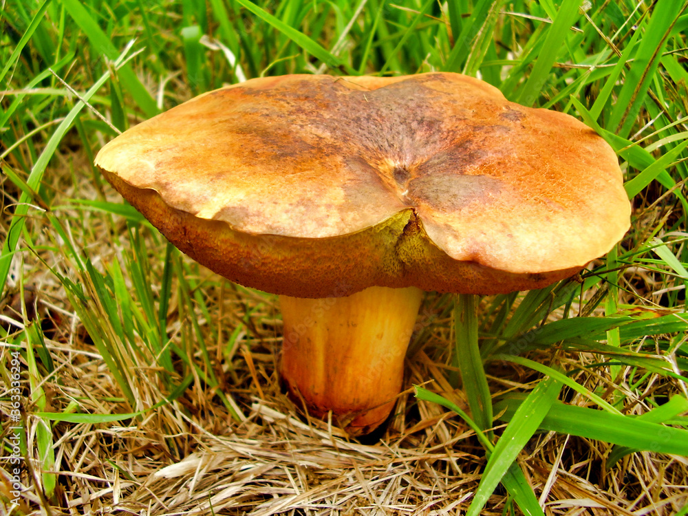 Close up of Boletus Rubellus, also known as Ruby Bolete, in a meadow Close up of Boletus Rubellus, also known as Ruby Bolete, in a meadow