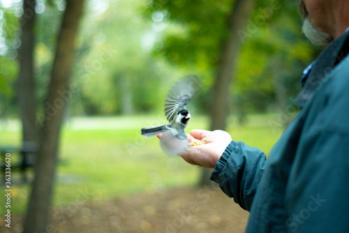 Passerotto  photo