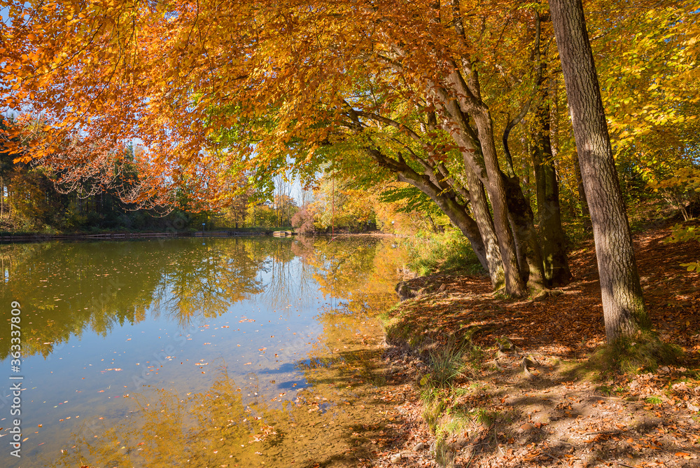 lake shore Thanninger Weiher, autumnal leaves, upper bavaria