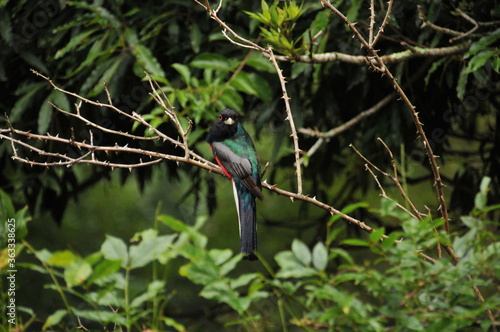 A beautiful Brazilian bird, the Surucuá-variado - Trogon surrucura. photo