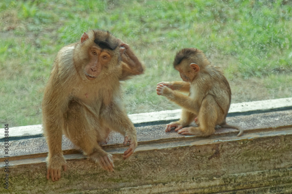 Animals – monkey in the zoo.