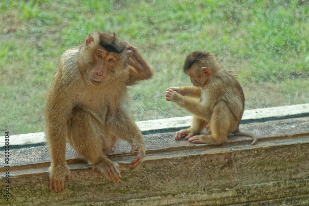 Animals – monkey in the zoo. Animals – monkey in the zoo.