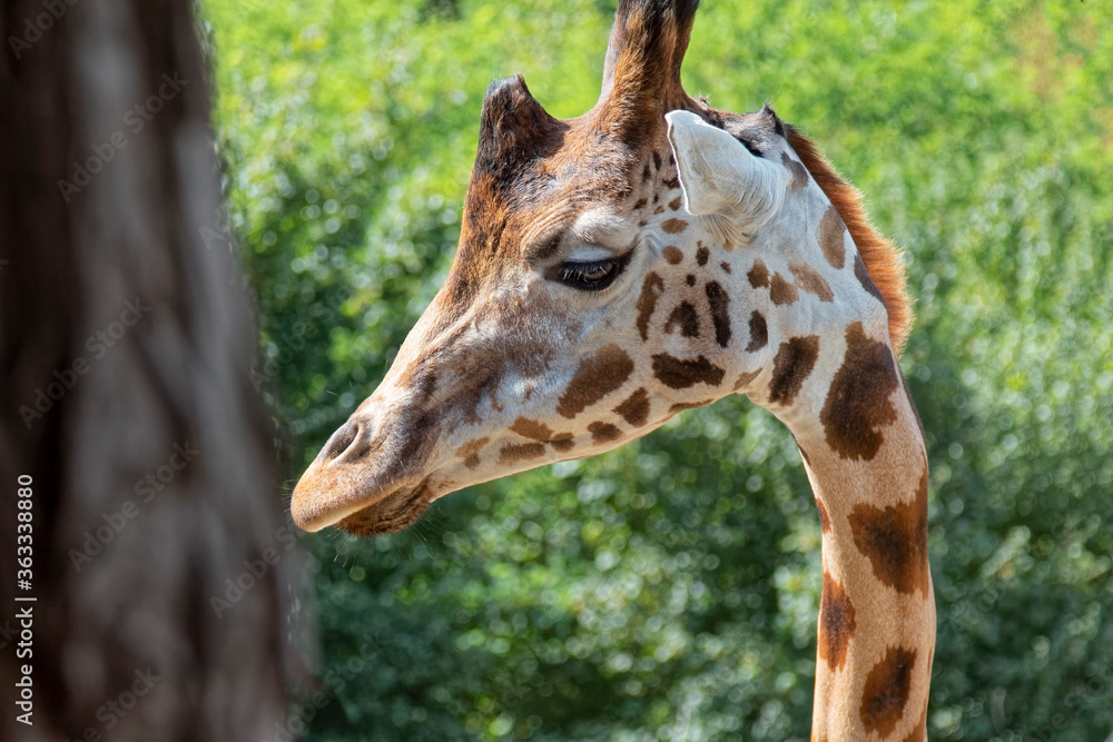 Obraz premium Animals – african giraffe.