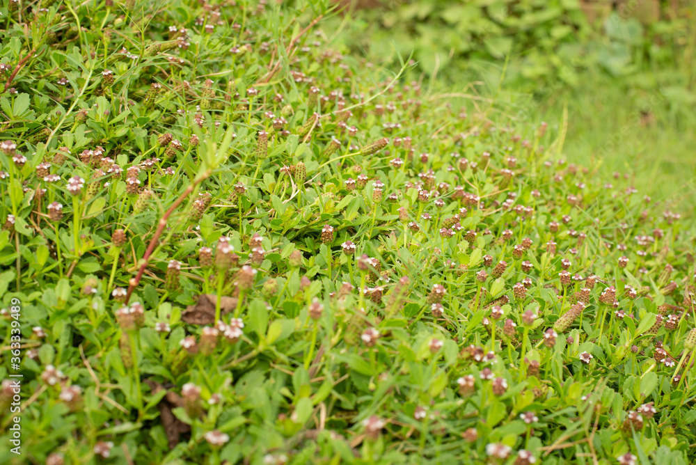 The green texture and small flowers nature The green texture and small flowers nature