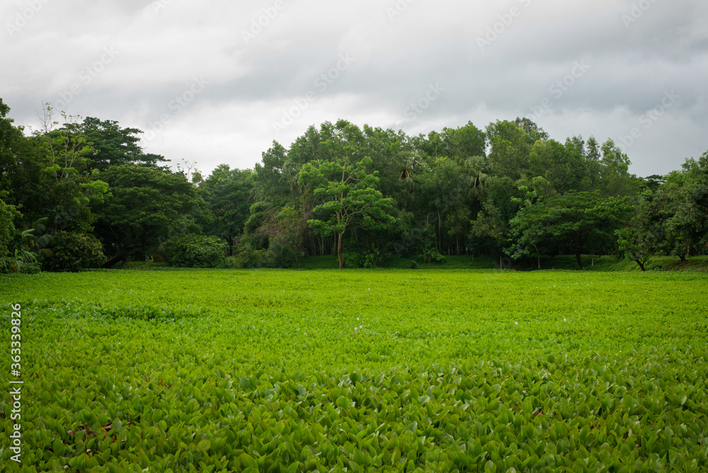 Green Field Landscape Photo Green Field Landscape Photo