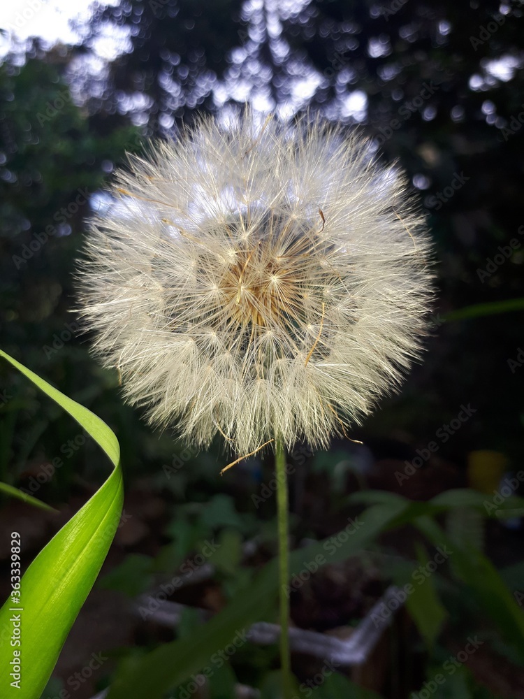 dandelion on black background