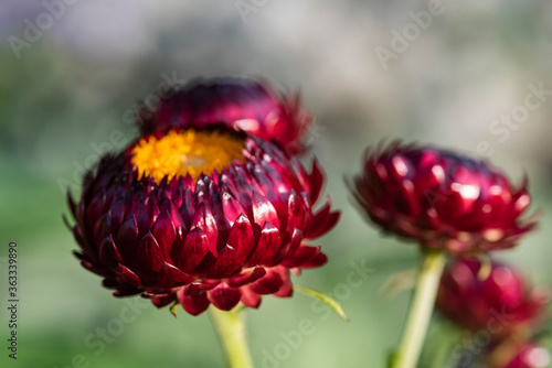 Immortelle à bractéesfleur
