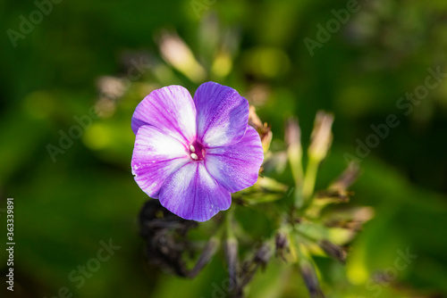 Background flowers