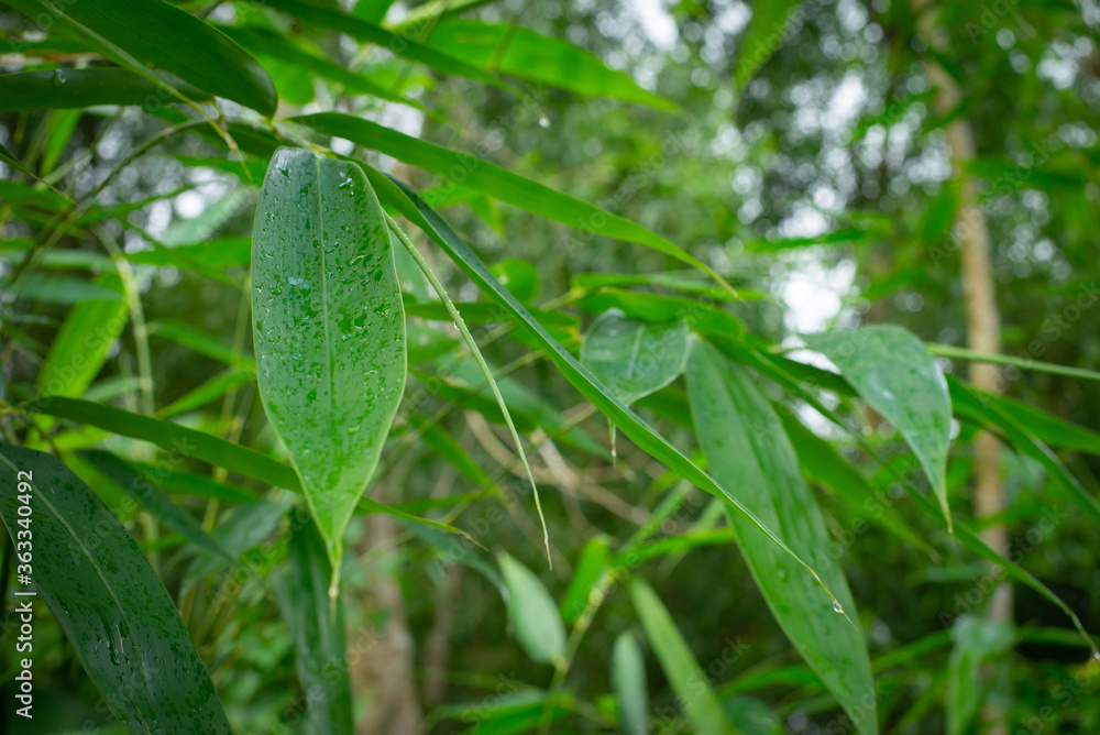bamboo leaves water drop green background,After the rain falls , bamboo leaves water drop green background,After the rain falls ,