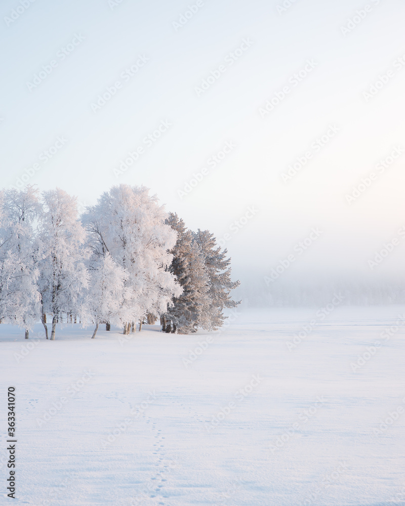 Frost in January Frost in January