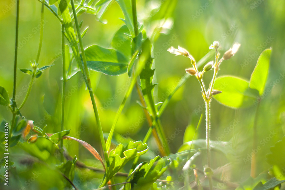 Bokeh of the nature, nature background, green colors. Sunlight on the grass and growing plants. Bokeh of the nature, nature background, green colors. Sunlight on the grass and growing plants.