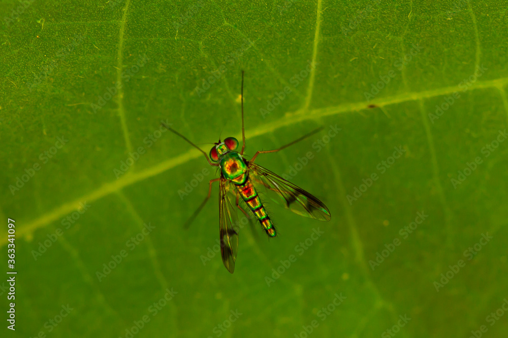 Close up image of a Condylostylus caudatus fly on a green bean leaf. Macro lens image shows the details of the slim, hairy body, vibrant metallic green color and black patterns on its wings. Close up image of a Condylostylus caudatus fly on a green bean leaf. Macro lens image shows the details of the slim, hairy body, vibrant metallic green color and black patterns on its wings.