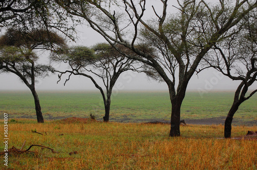 Colorful savanna landscape with trees and fog