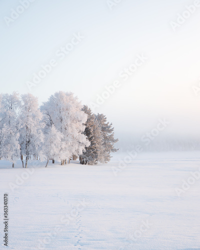 Frost in January