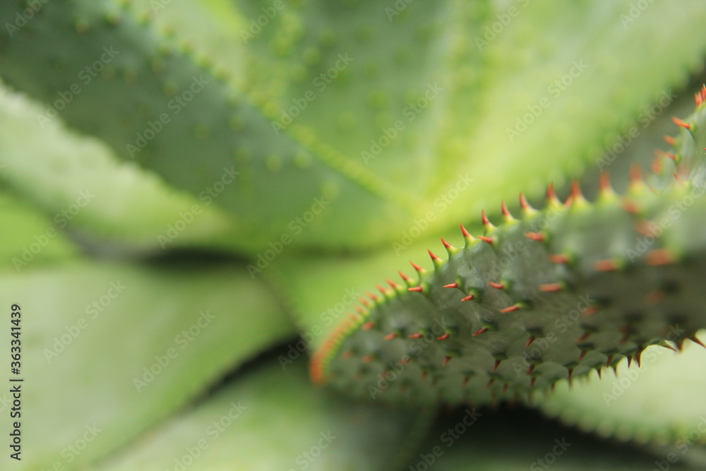 Naklejka premium spiky succulent