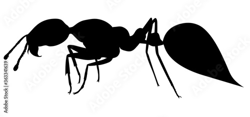 Fire ant. Hand drawing realistic vector silhouette.