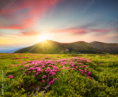 Mountain landscape in summertime during sunse. Blossoming alpine meadows. Fie...