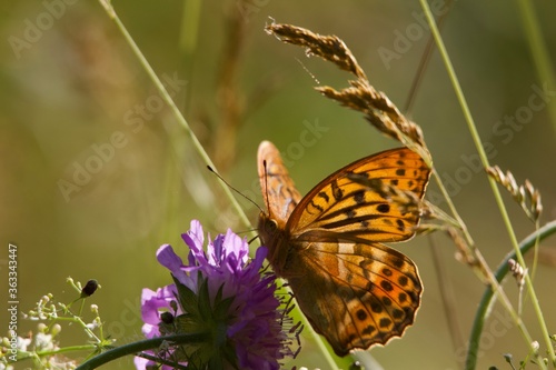 Orange butterfly on flower. Purple meadow flower. A butterfly sits on a flower. A butterfly flies across the field. Meadow butterfly. Summer morning in the field. Morning in the village. rural landsca