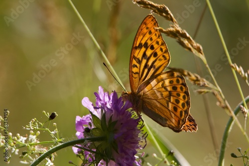 Orange butterfly on flower. Purple meadow flower. A butterfly sits on a flower. Bright butterfly in the meadow. Insects in the field 