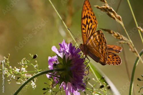 butterfly on flower.  Meadow grasses. Medicinal herbs in the field. Nature in the summer.