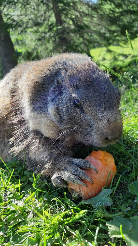 guinea pig in the grass guinea pig in the grass
