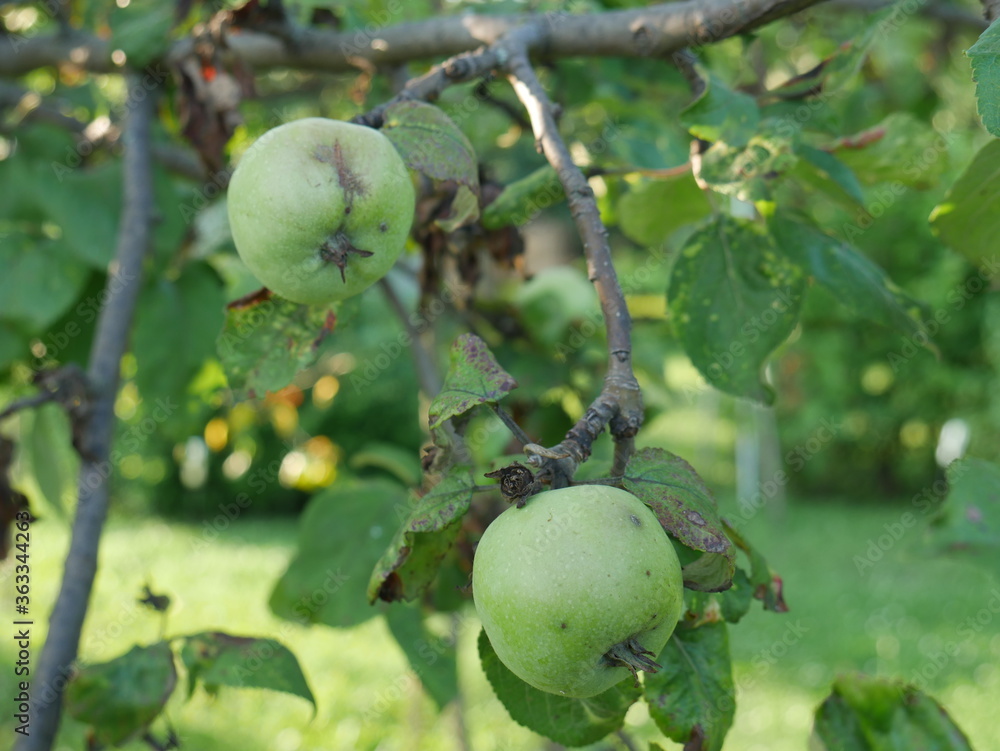 Obraz premium apples on a tree