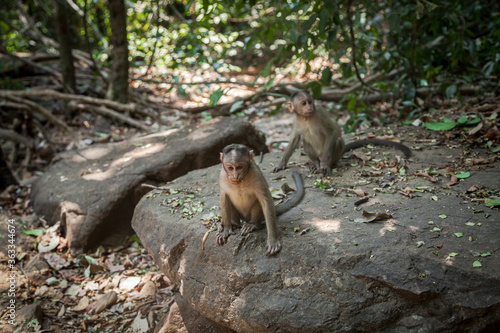Indian macaque babies
