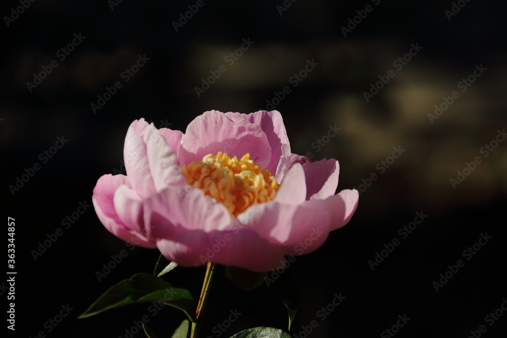 向島百花園 向島百花園