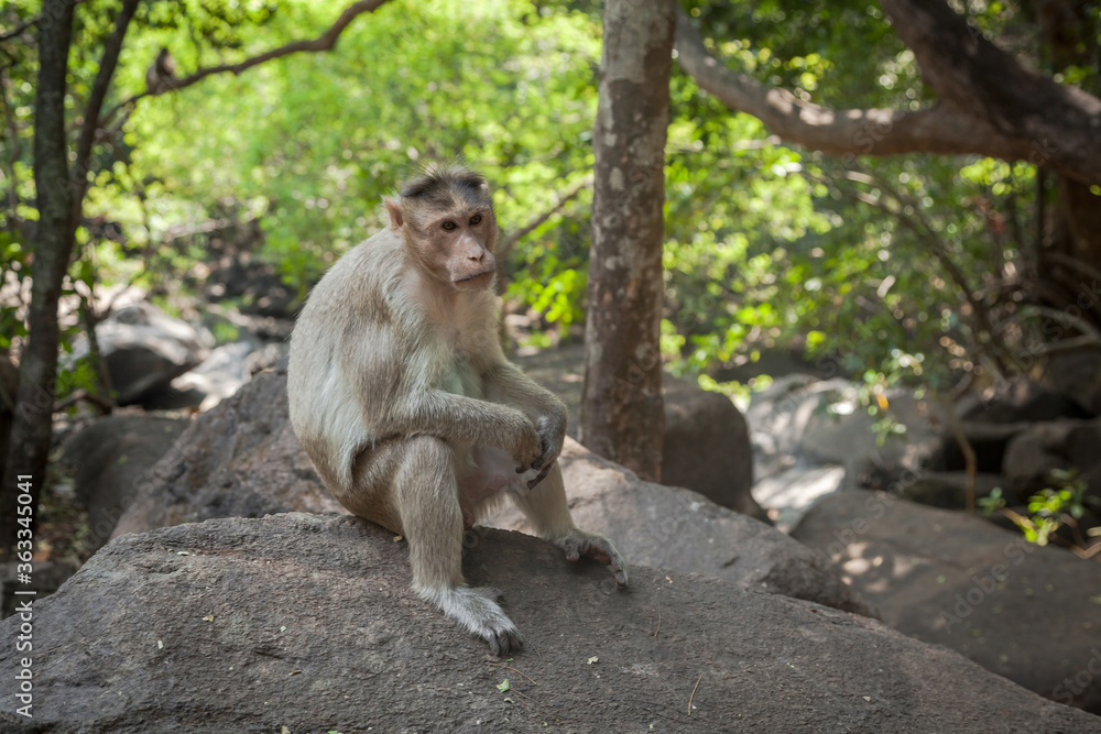 Naklejka premium Portrait of indian macaque