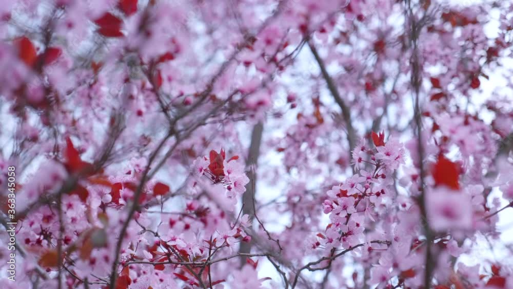 Close-up almond blossom swaying in the wind
Close-up almond blossom swaying in the wind