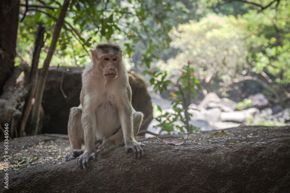 Portrait of indian macaque