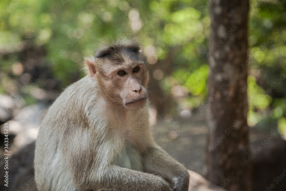 Fototapeta premium Portrait of indian macaque