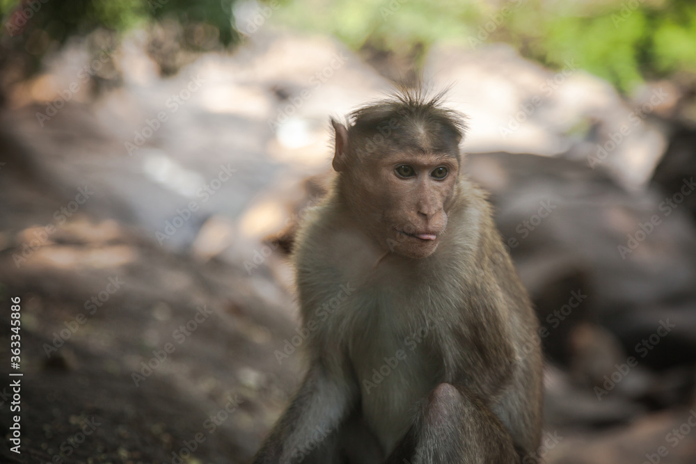 Portrait of indian macaque Portrait of indian macaque