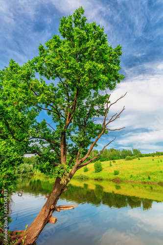 Tree over a pond in summer day