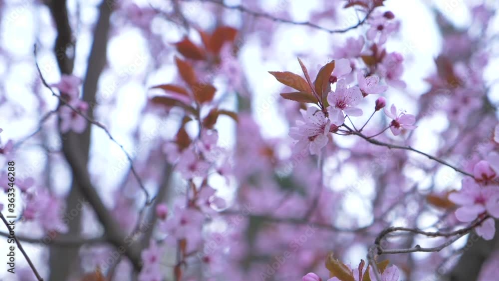 Close-up almond blossom swaying in the wind
Close-up almond blossom swaying in the wind
