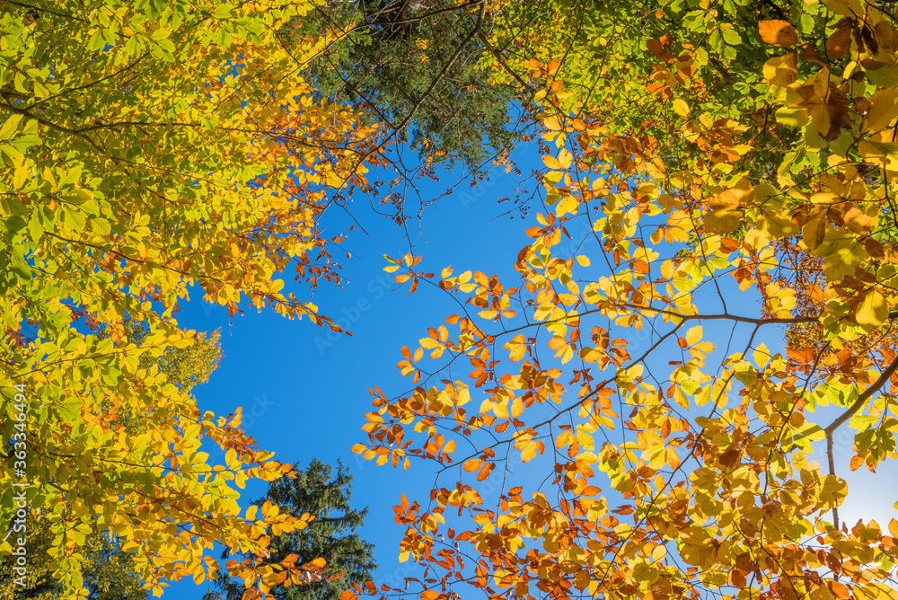 branches with colorful beech leaves, view from bottom up to blue sky