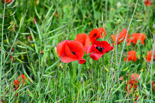 Coquelicot