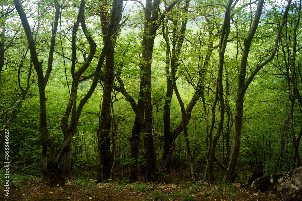 Trees on a mountainside on the Crimean peninsula Trees on a mountainside on the Crimean peninsula