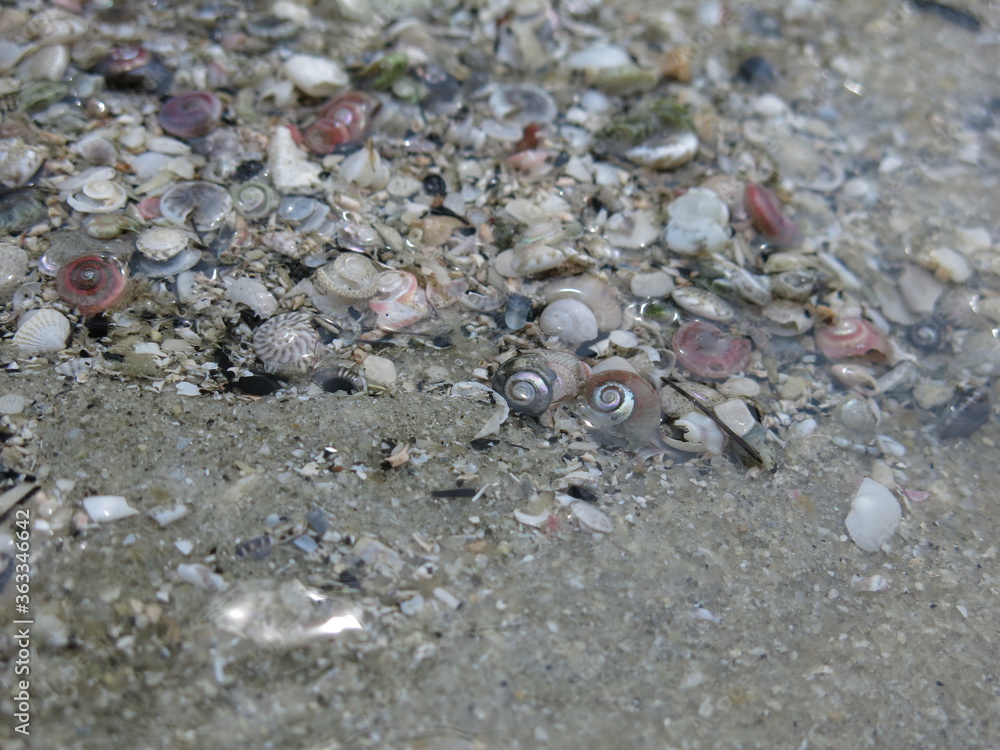 seashells on beach seashells on beach
