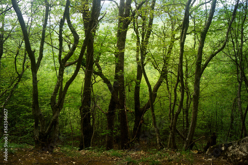 Trees on a mountainside on the Crimean peninsula