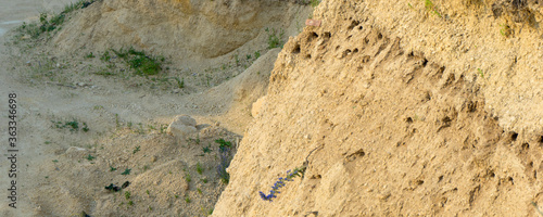 Swift nests in a sandy cliff with birds on guard.