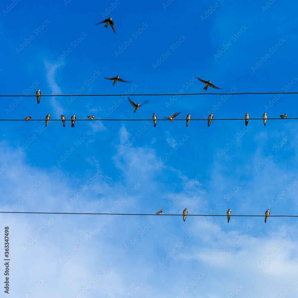 swallows sit on wires against the background of the blue sky swallows sit on wires against the background of the blue sky