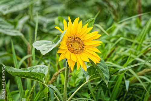 Field of yellow blooming sunflowers in the sun