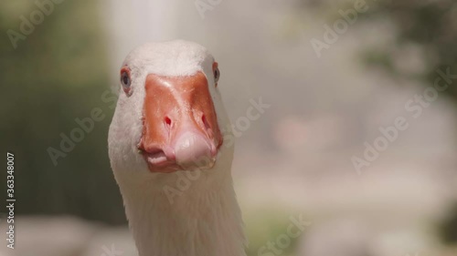 Closeup wild white goose looking calmy on a sunny day