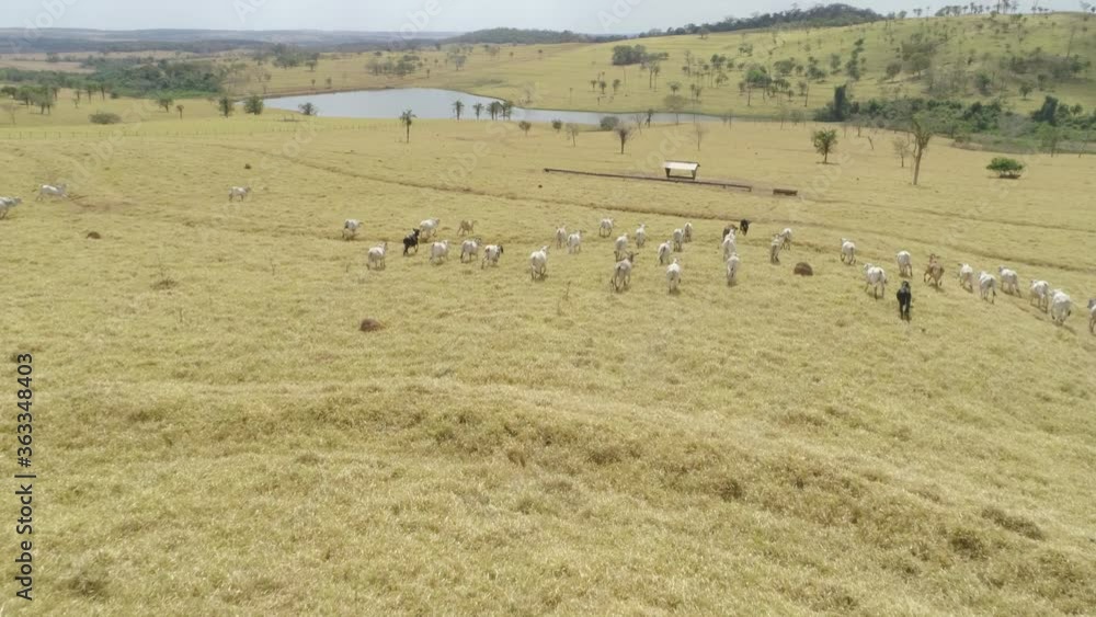 Aerial view of herd of nelore cattle running in the farm pasture. Cattle feedlot farm in the Brazilian midwest. Livestock of beef cattle. Aerial view of herd of nelore cattle running in the farm pasture. Cattle feedlot farm in the Brazilian midwest. Livestock of beef cattle.