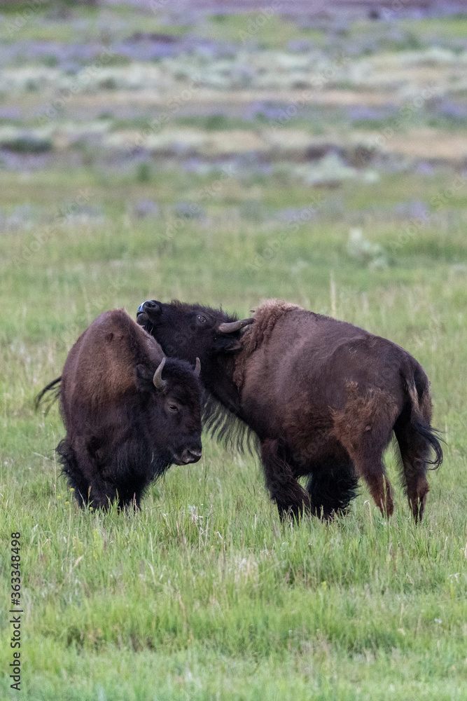 Bison playing and fighting