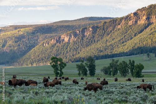Bison in grassy field with moutains