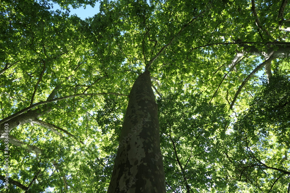 Il percute un arbre de plein fouet ! - L'Avenir