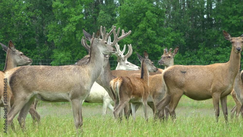 Many deer graze in the green meadow in the deer garden Many deer graze in the green meadow in the deer garden